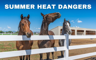 Summer Heat Dangers