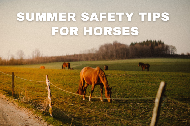 Summer Safety Tips for Horses