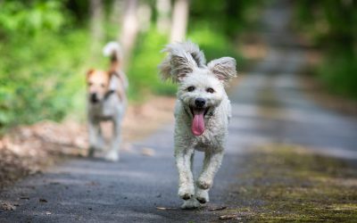 How hot is too hot for dogs?