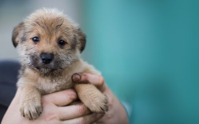 Puppy and Dog Vaccinations: A Schedule for Every Life Stage